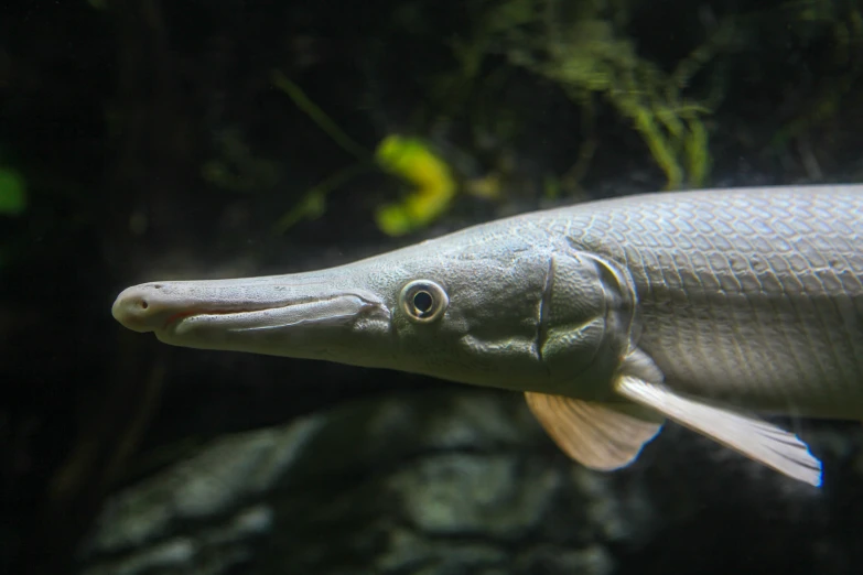 an aquarium with fish inside and it looks like it is floating