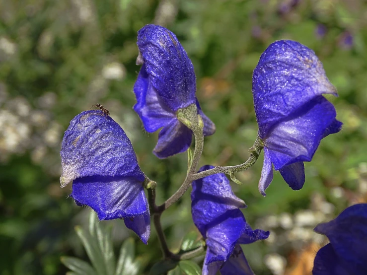 some blue flowers are blooming in the spring