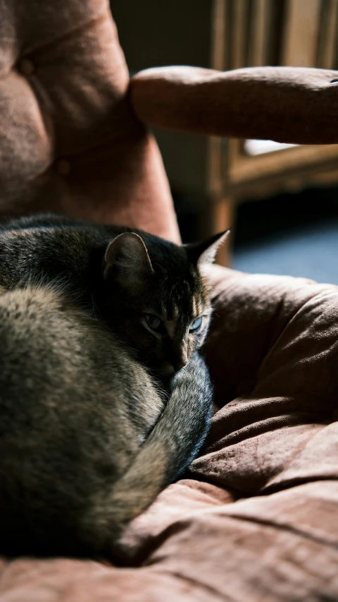 a grey cat sleeping on a brown chair