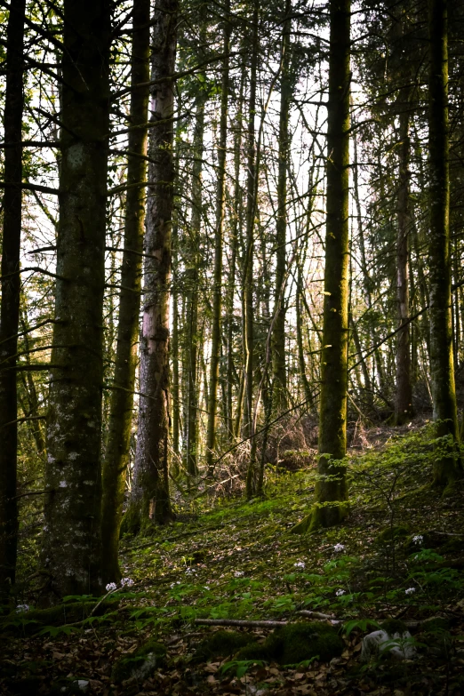 a forest with green moss covered trees