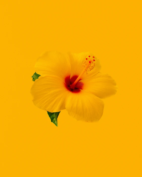 a flower with the bright yellow background
