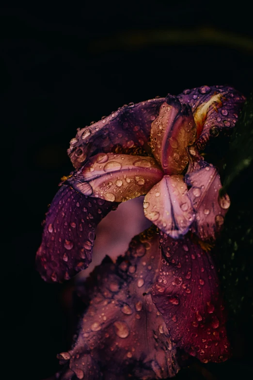 a purple flower with drops of water on it