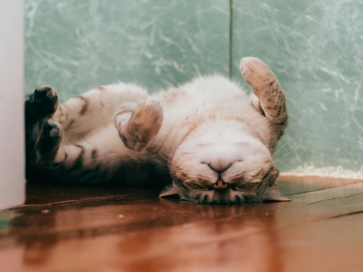 a kitten is laying down on the ground