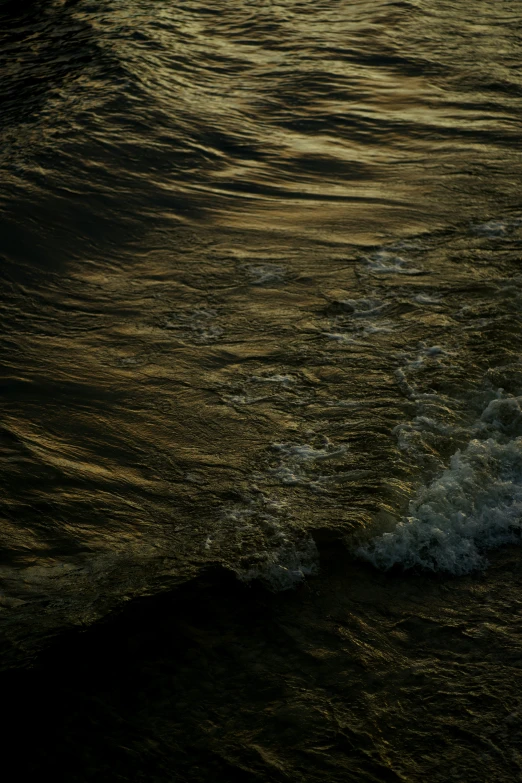 a lone seagull in the water at sunset