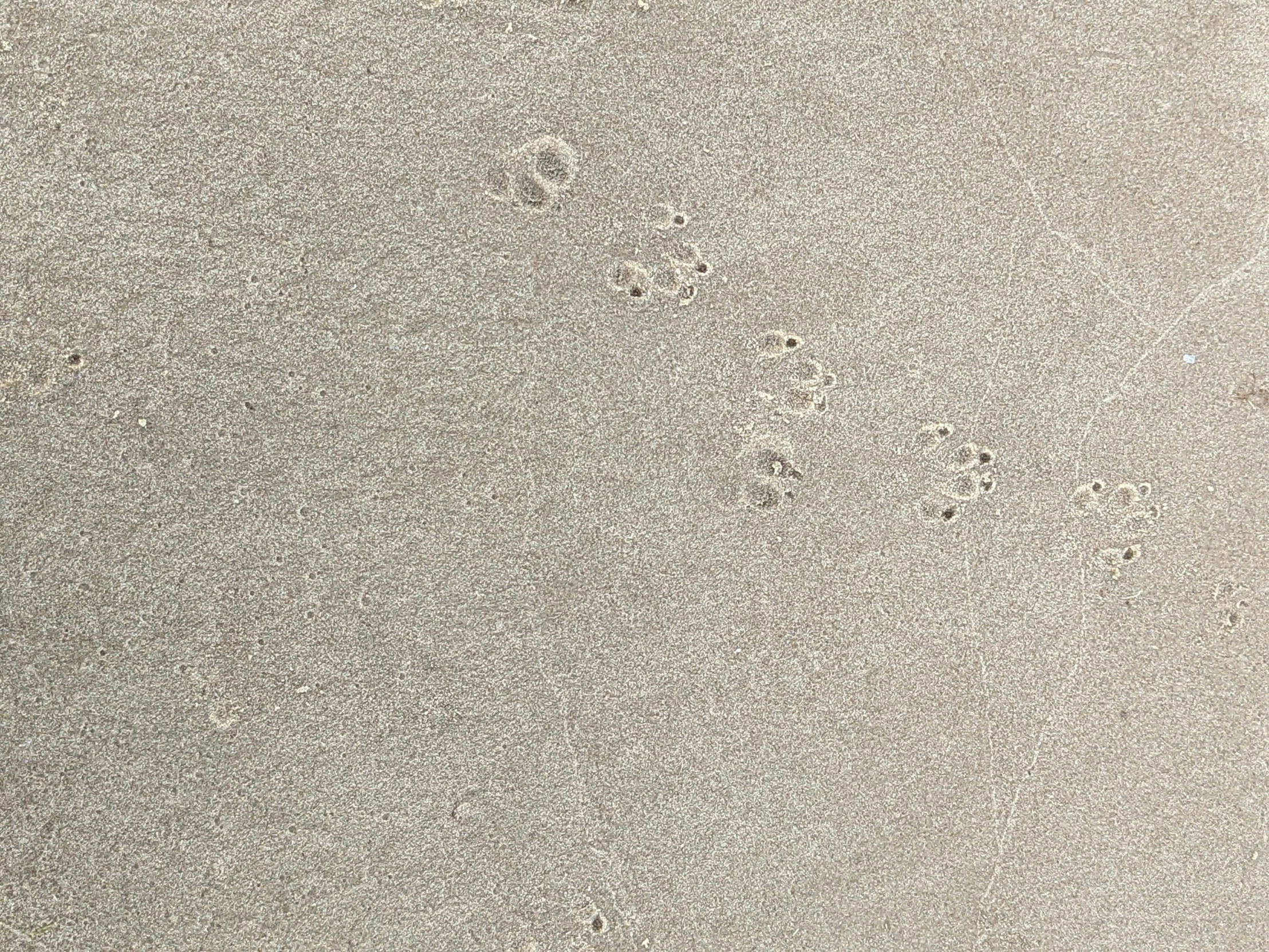 a surfboard on a sandy beach with footprints