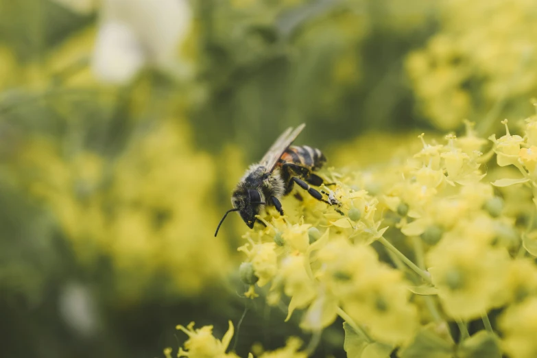 a bee is flying over a bunch of flowers