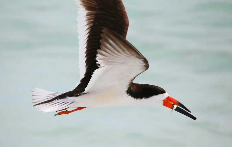 a bird flying with it's beak open and wings outstretched