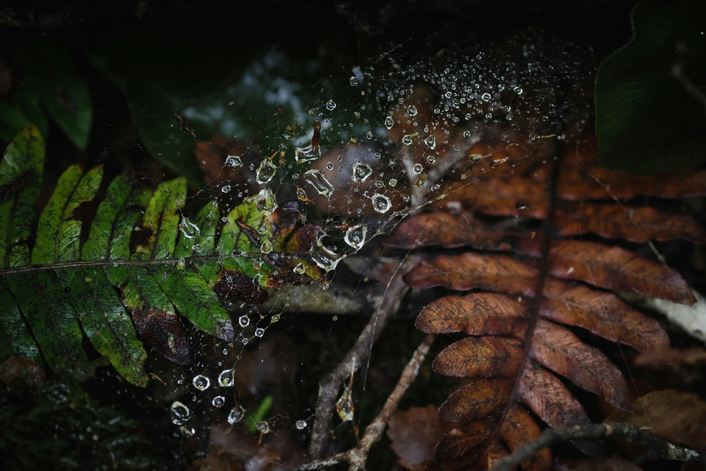 a green leaf and water droplets on it