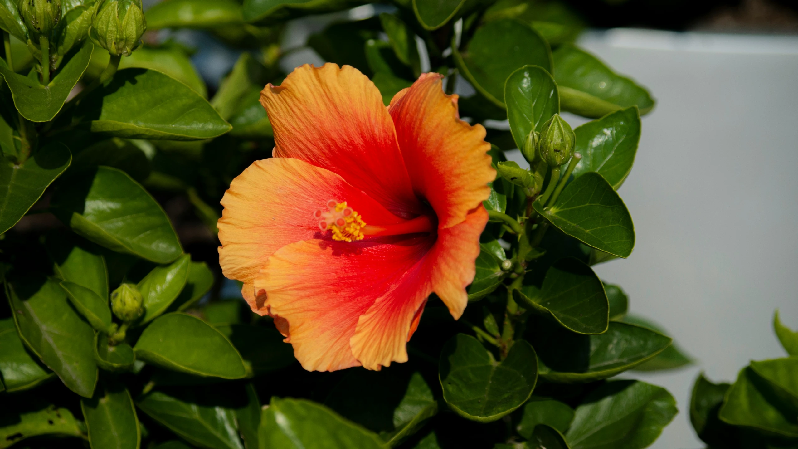 a flower that is in the middle of some green leaves