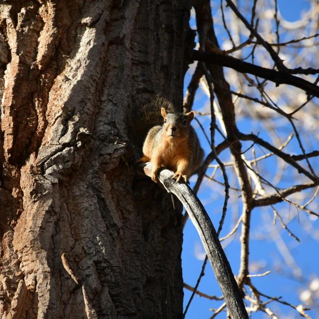 a squirrel sitting in the middle of a tree