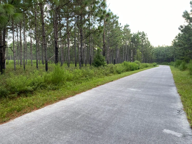 a paved road passing through a forest with tall trees