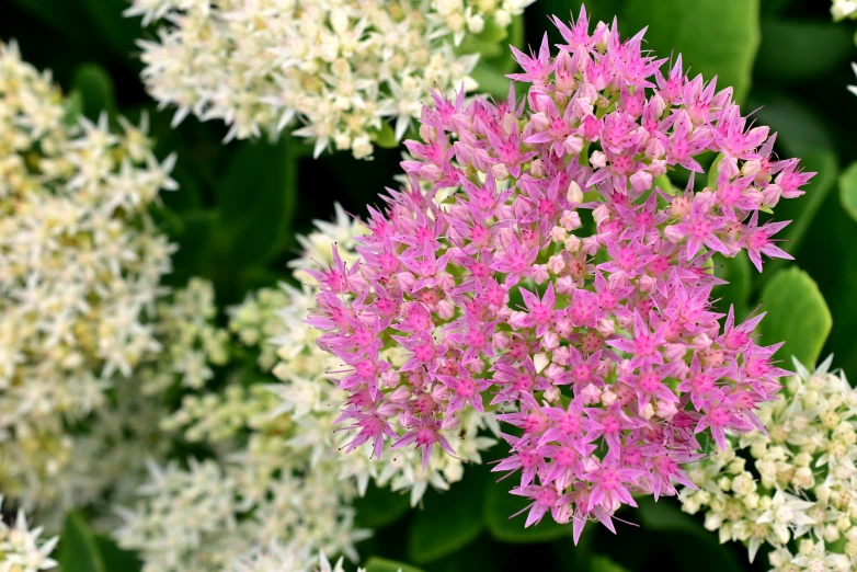 the flowers are all blooming pink, purple and white