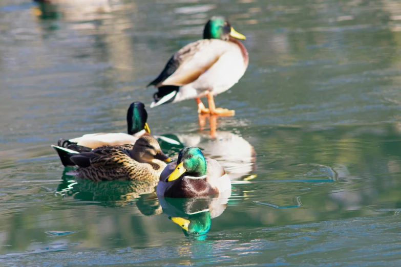 ducks are standing in the middle of the lake