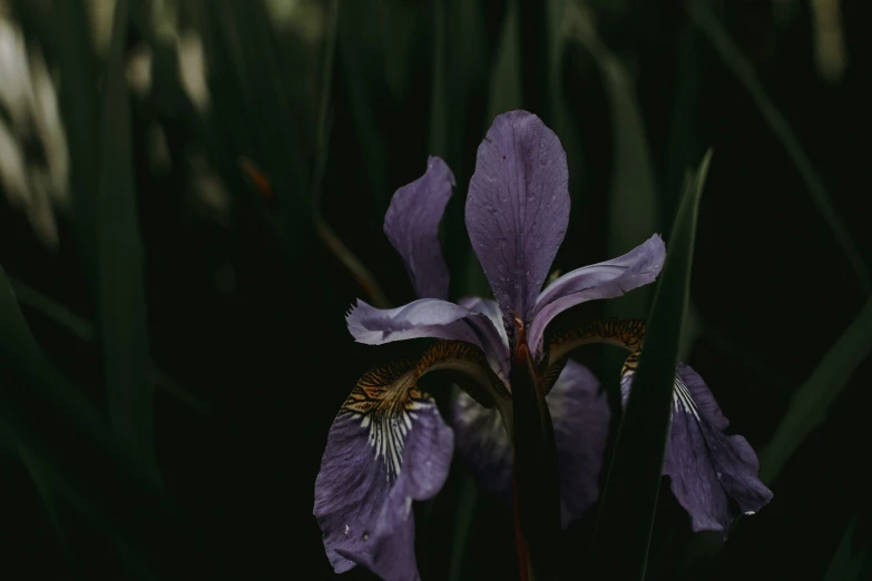 a purple flower is growing on some tall grass