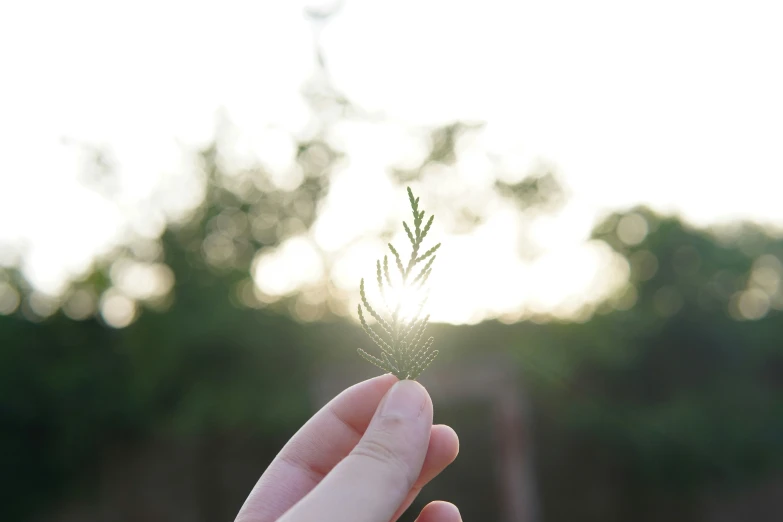 someone holding out their hand with a small green plant