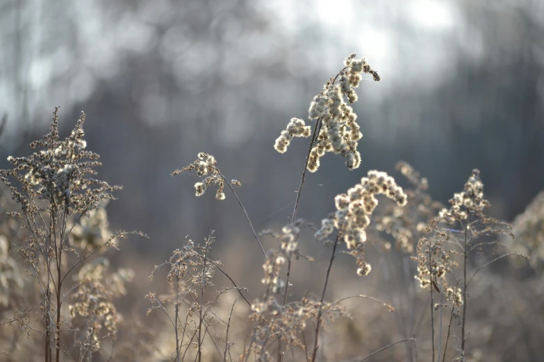 a picture of dry plants in the middle of winter