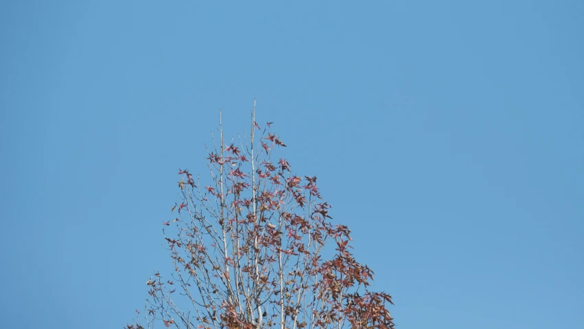 a clock is on the side of a tree