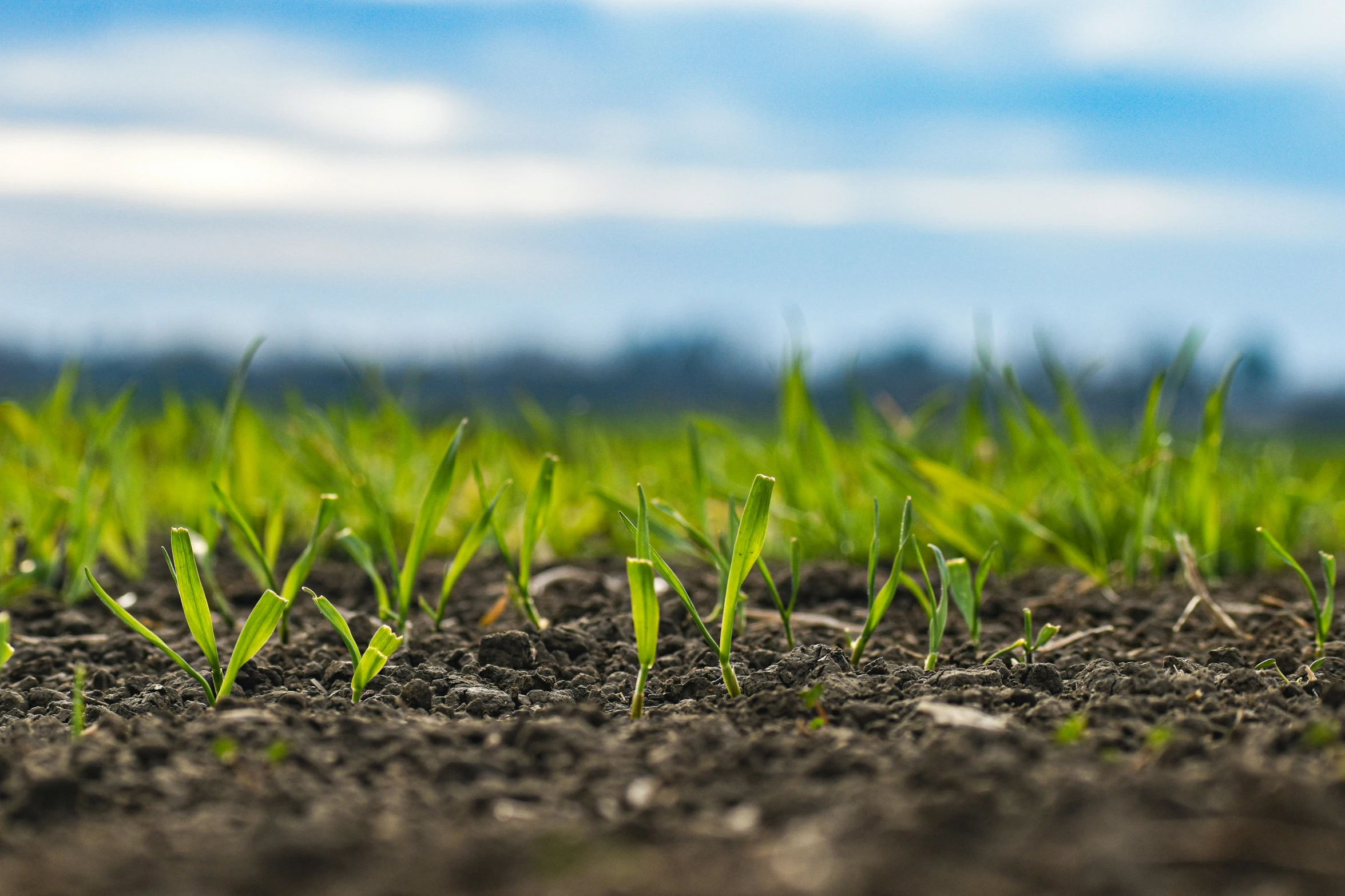 the grass is growing on the soil