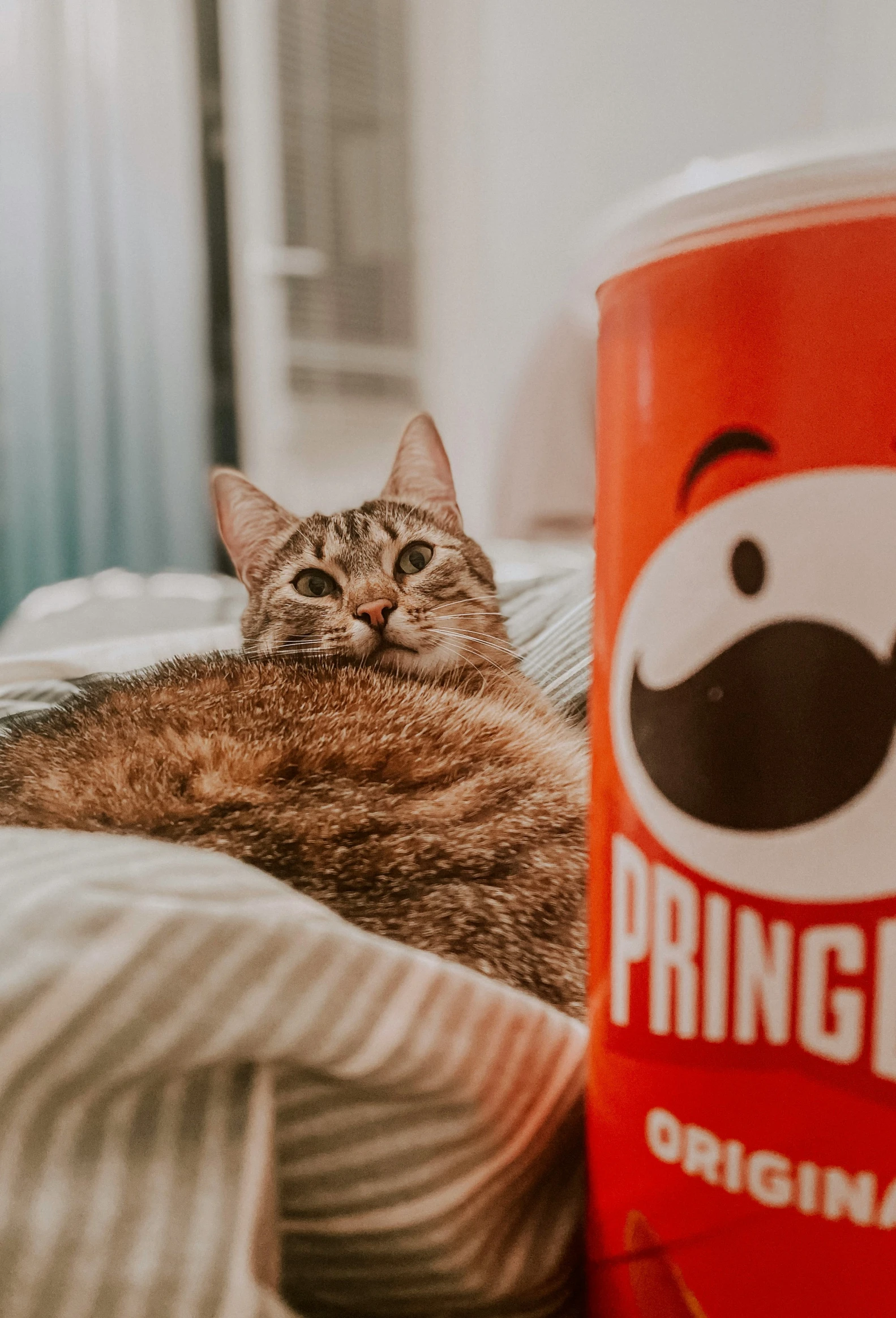 a cat lying down next to a cup of coffee