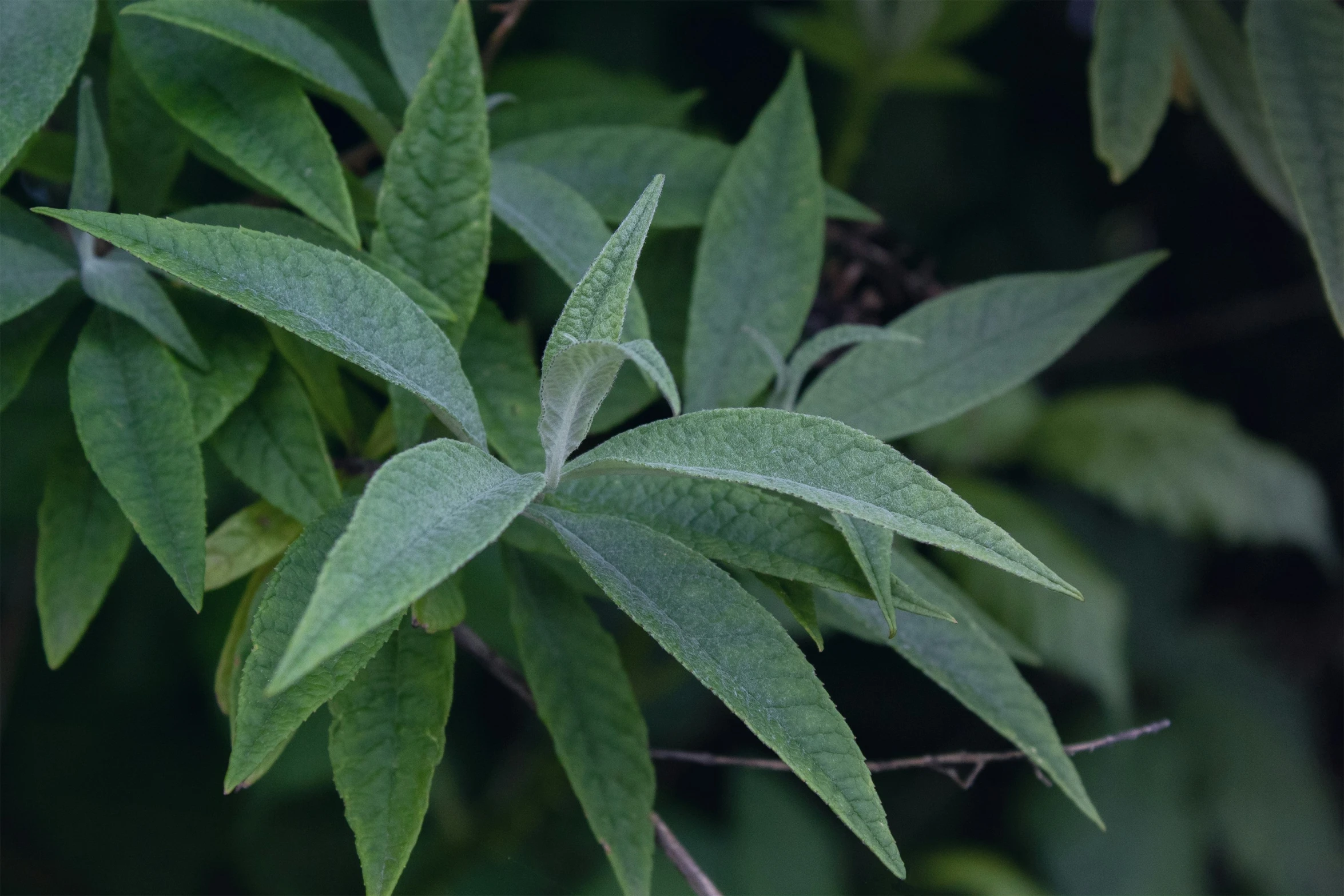 a close - up view of leaves on a plant