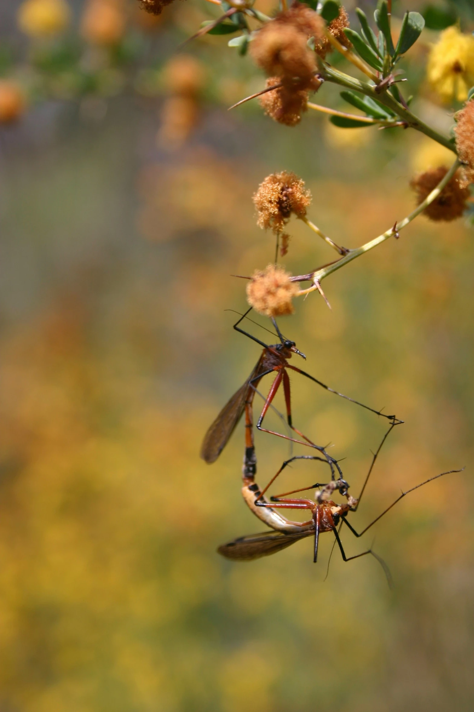 an image of a couple of insects playing