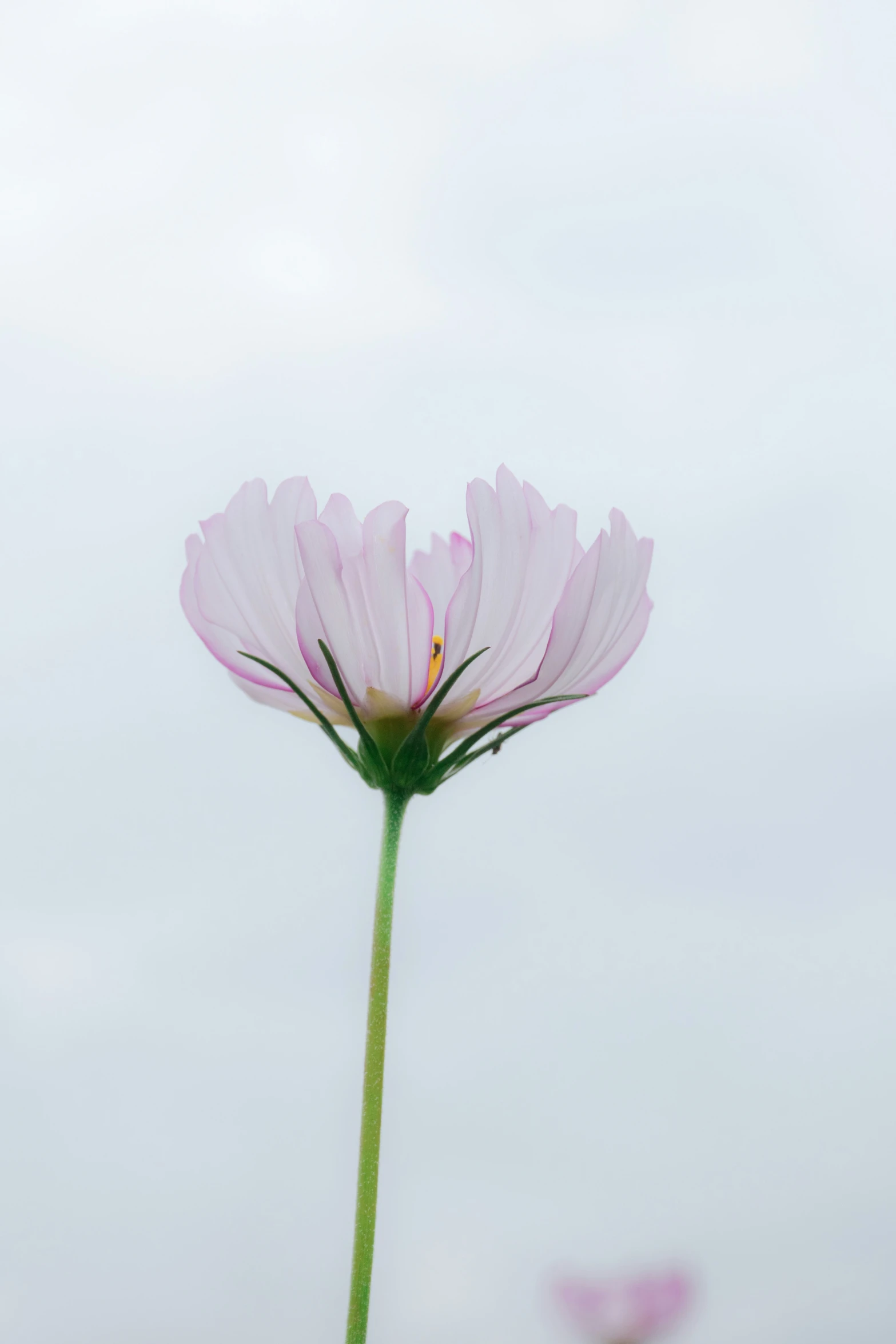 a single purple flower sitting next to a white flower