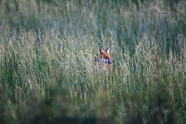 a fox hiding behind tall grass on a sunny day