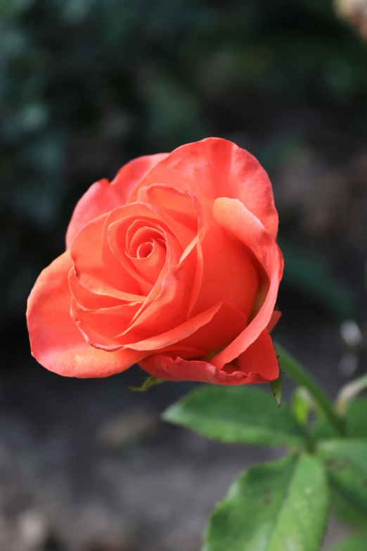 a very pretty red flower that has a bud in it