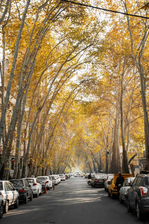 the road is lined with many trees lining both sides