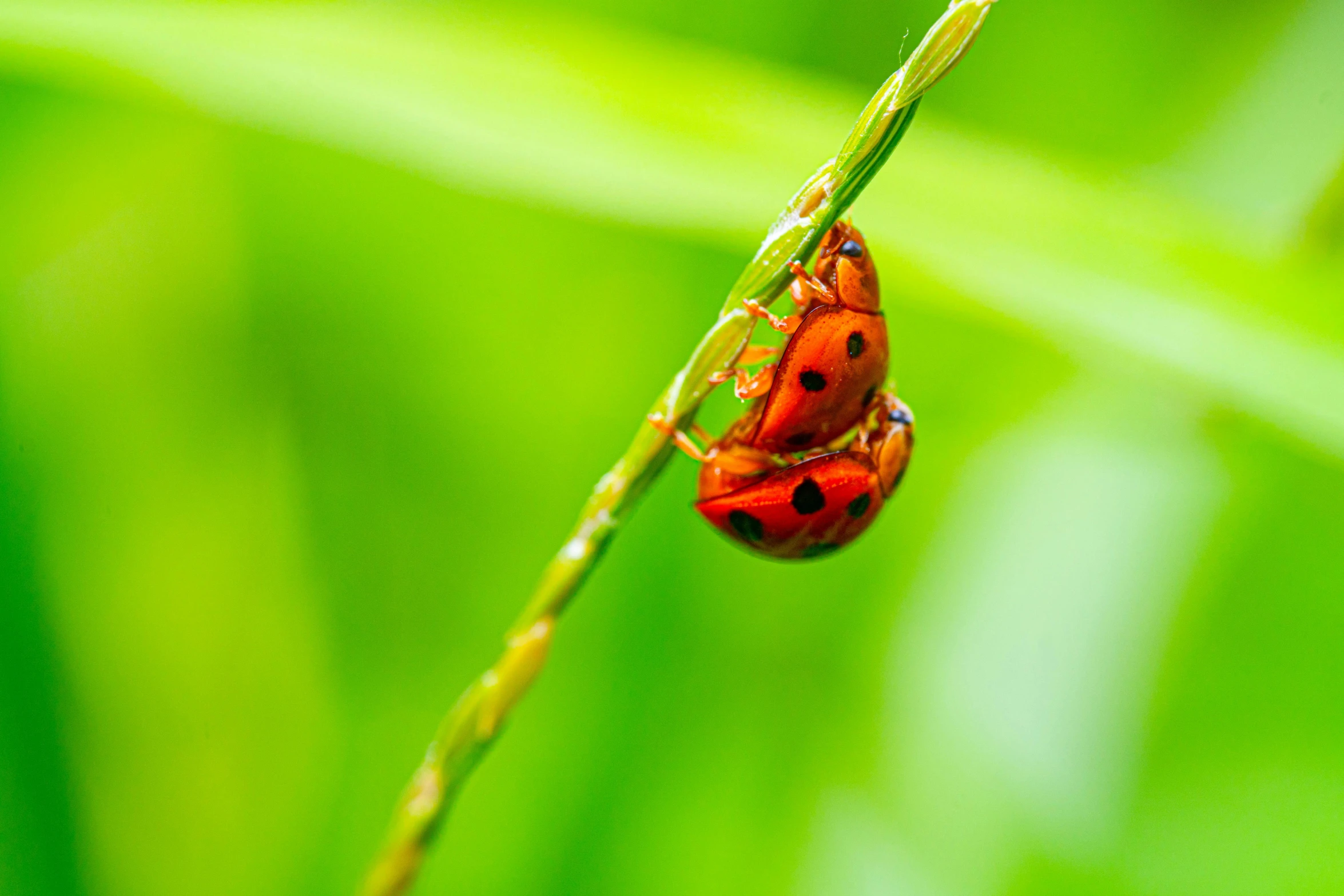 two small red bugs sitting on a grass stick