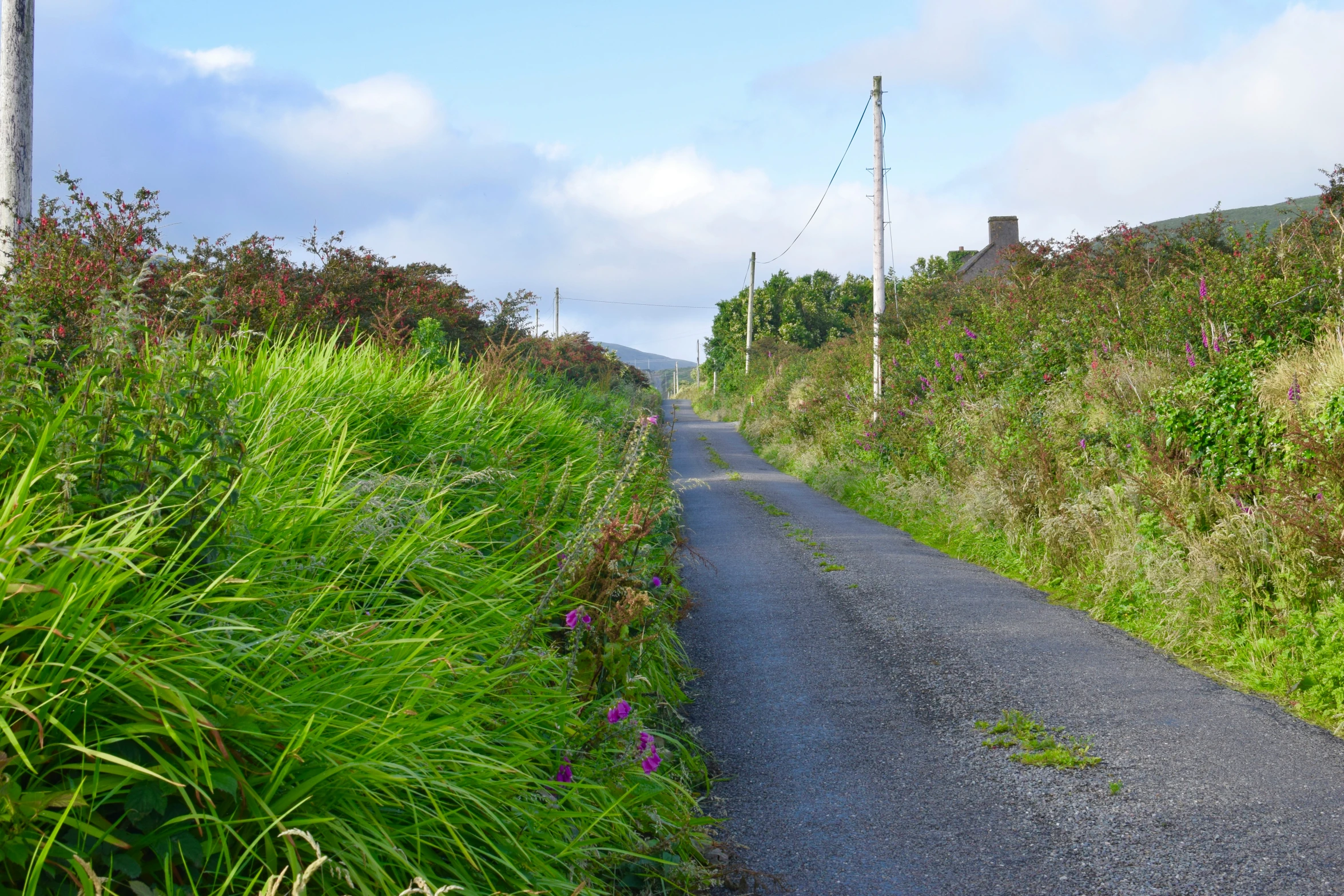 an empty rural dirt road surrounded by tall green plants