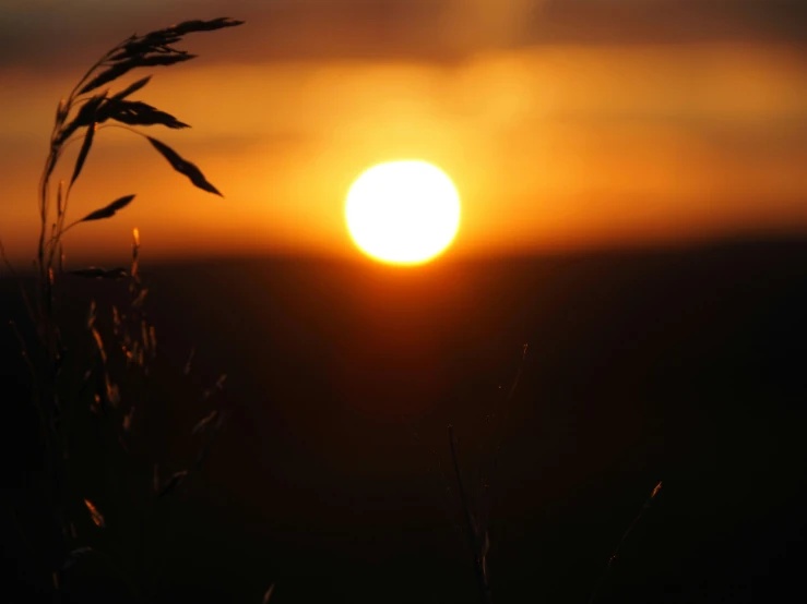 a sunset is in the distance behind tall grasses