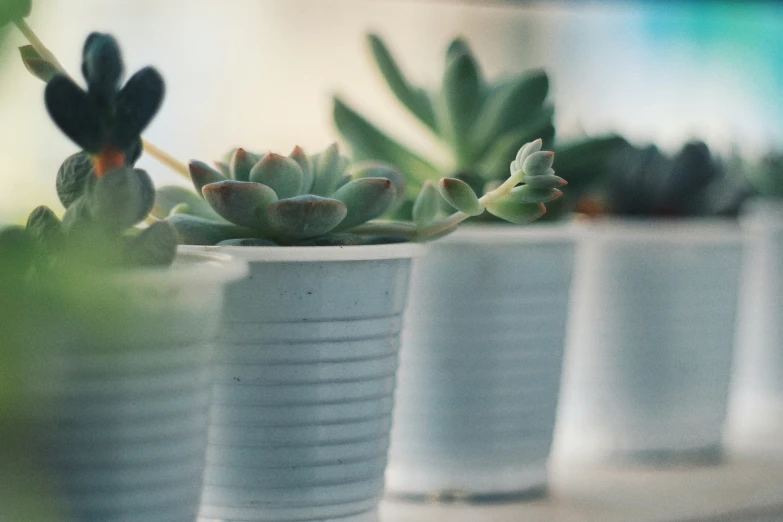 a row of plastic cups with small succulents
