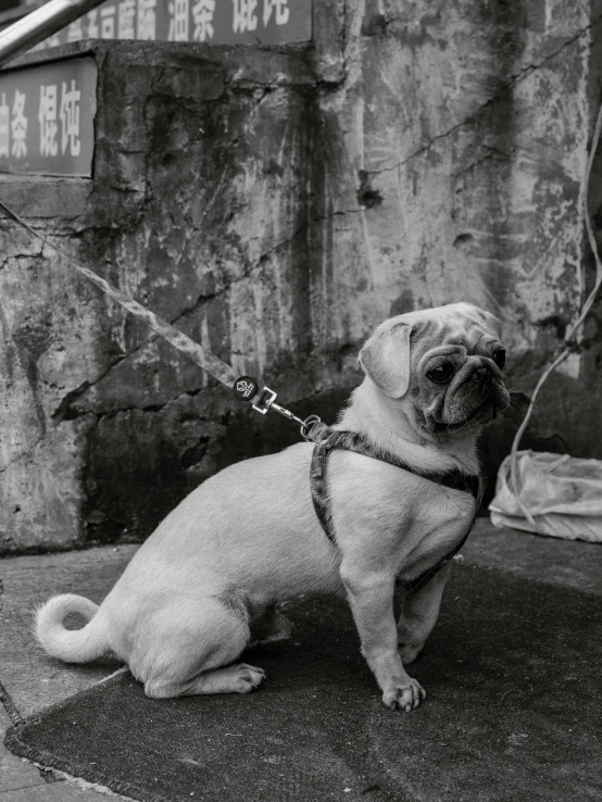 a small dog  to a rope while standing on top of the ground