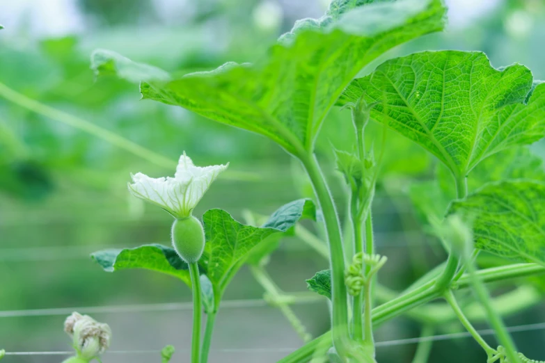 a close up of some plant with leafy plants in the background