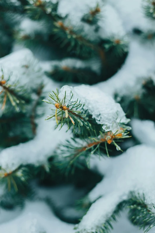 a pine tree is covered with snow and needles