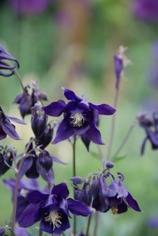 purple flowers sitting next to each other in a field