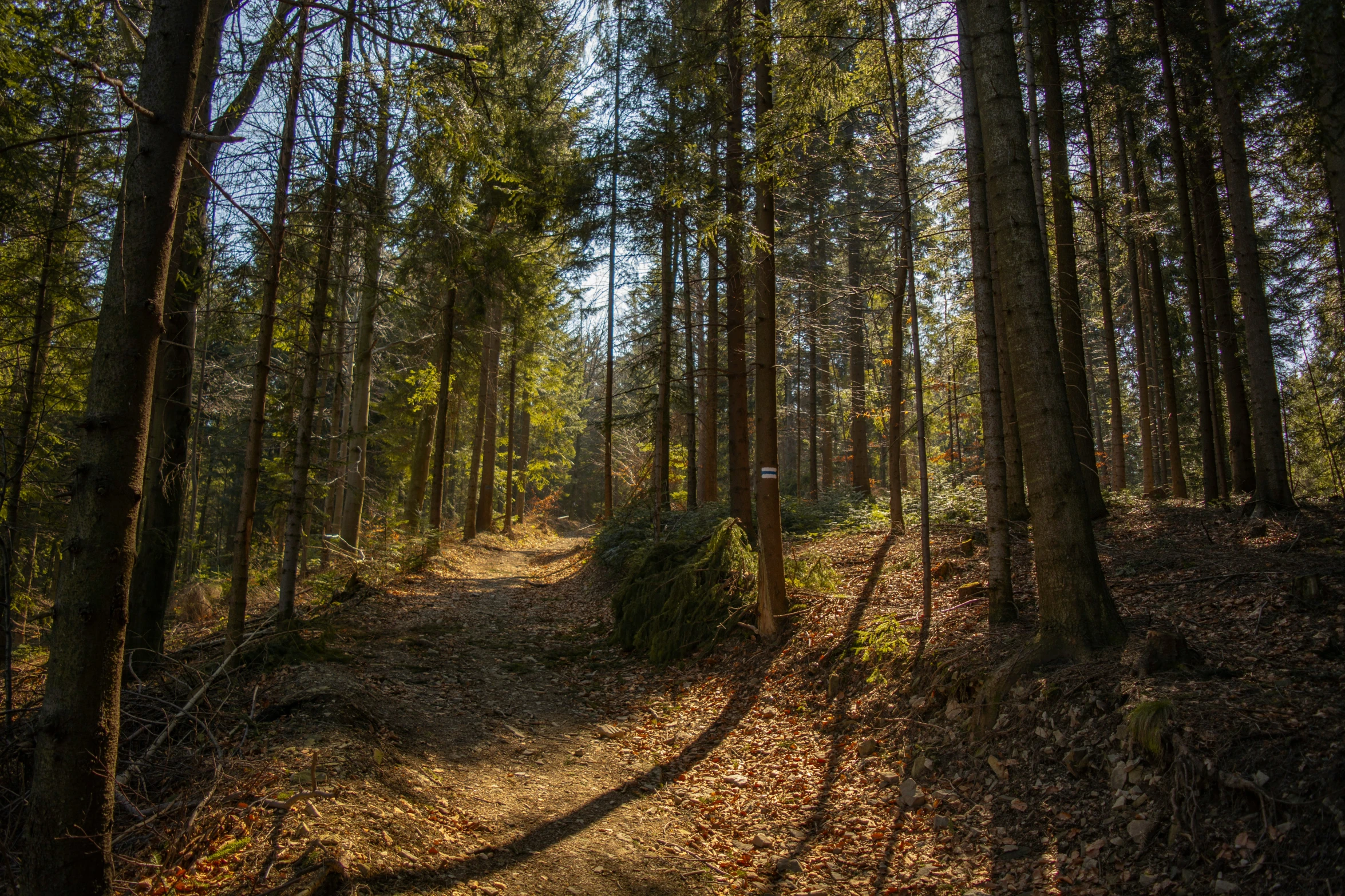 the sun shines through the trees of an area of woods