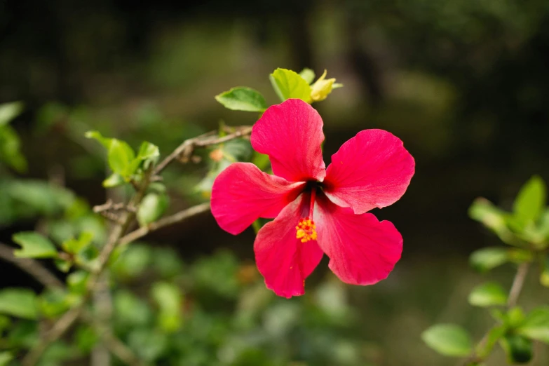 a red flower on a tree nch with a blurry background