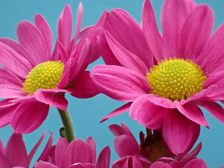 three large pink flowers against a blue background