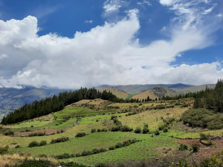 a large grassy field surrounded by trees and mountain range