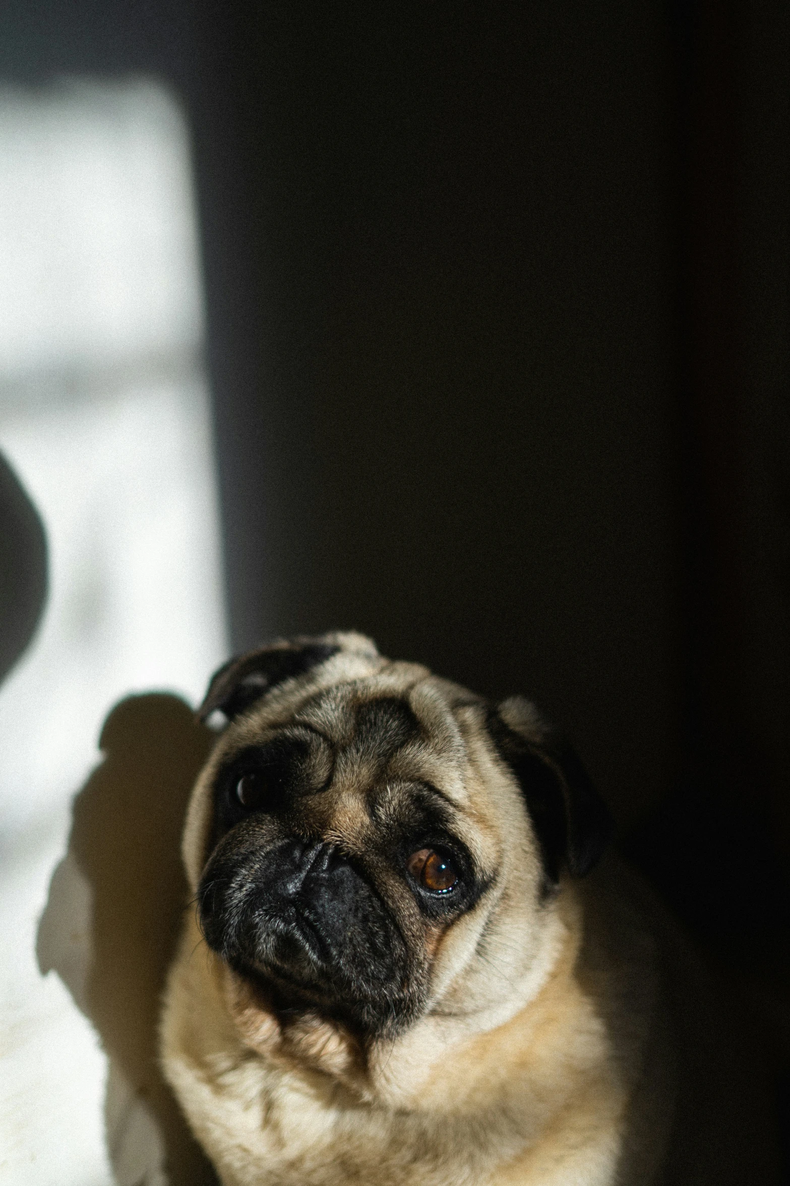 a dog sitting on the floor looking up