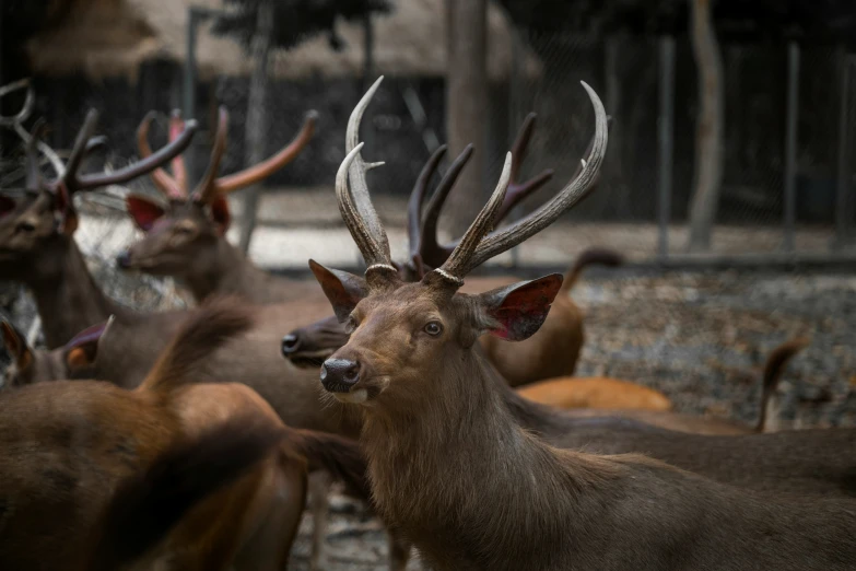 this is a herd of deer standing together