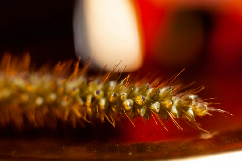 this is an image of a close up picture of a brush