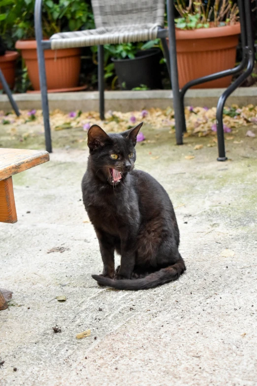 a black cat yawning on the ground