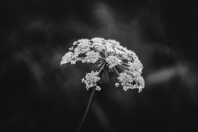 a plant that is in the dark with white flowers