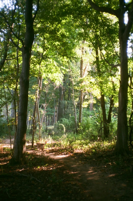 view of wooded area with trees and shrubs