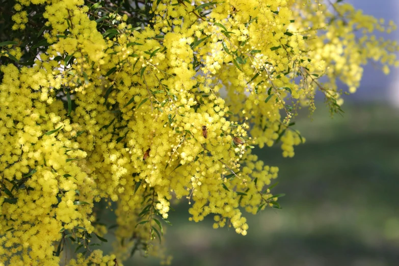 yellow flowers growing in the sun on a tree