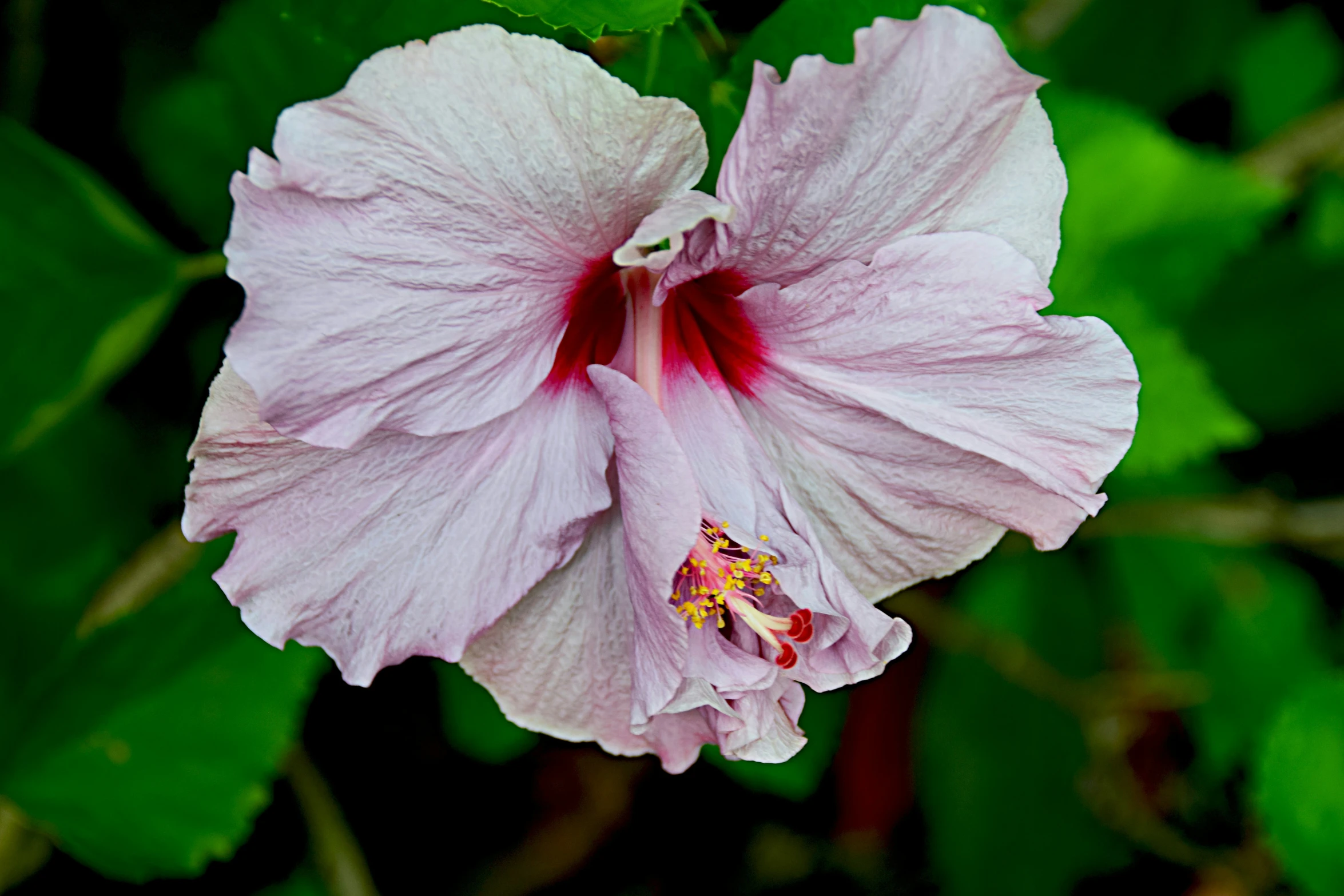 pink flower in the garden with green foliage