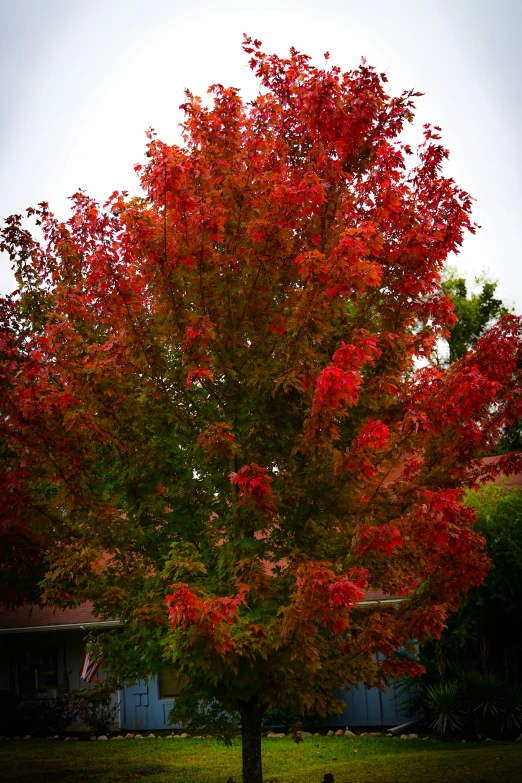 a very colorful red tree with many leaves